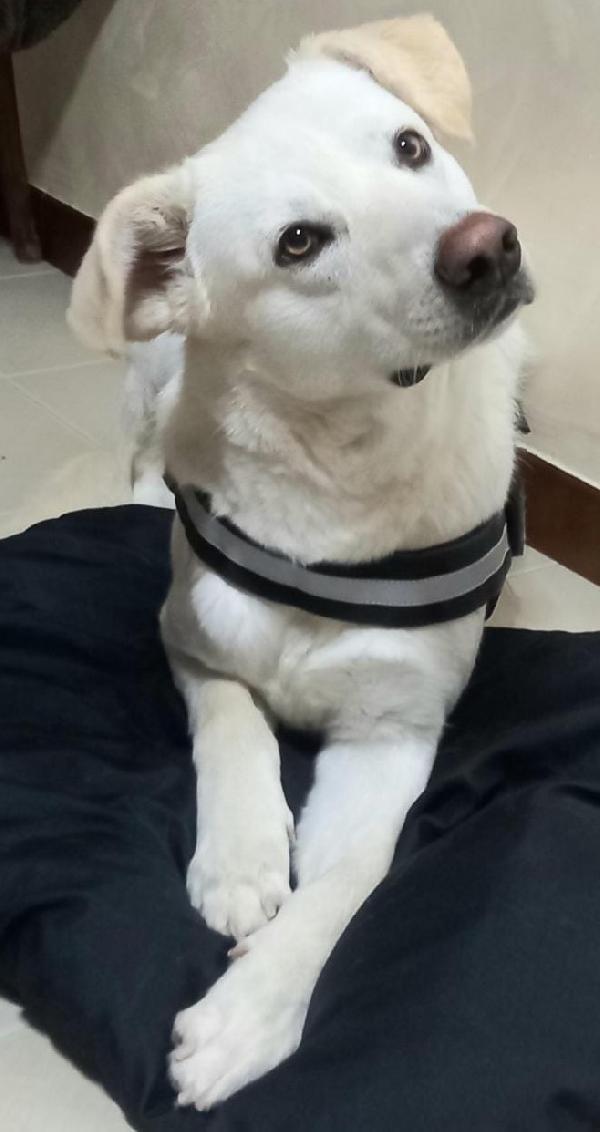 Orio nato a febbraio '22 - Adozione del Cuore Foto 5